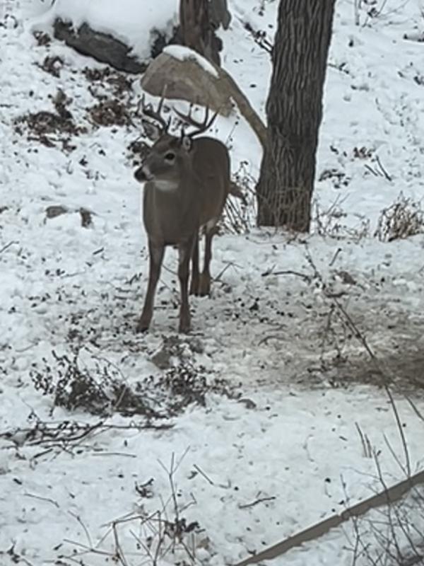 Great for turkeys too