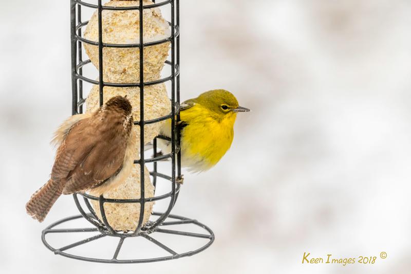 Carolina Wren and Pine Warbler