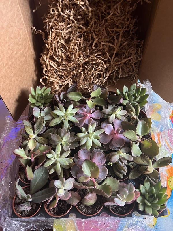 Packing fluff on top and encased in plastic wrap kept them safe :)))