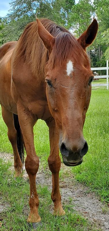 Cupid, aged 26, probably has ulcers. He was wind-sucking for the first year I got him, but stopped for the past 3 years. Last month, the wind-sucking began again (aka cribbing).