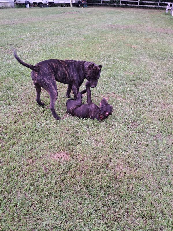 This is my big ole dogs an they all been on it since i got the dogs the 2 big ones are 1yr an the lul fellow is 13 weeks in this pic