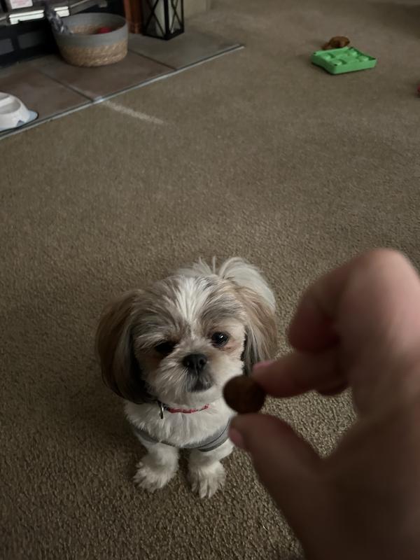 Sitting waiting for his retriever treat