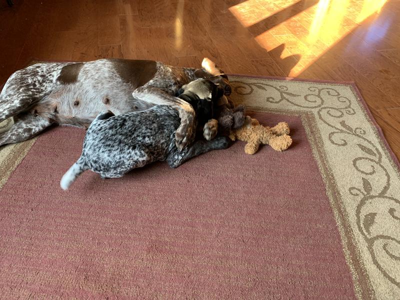 Cloe and Dog with their bears