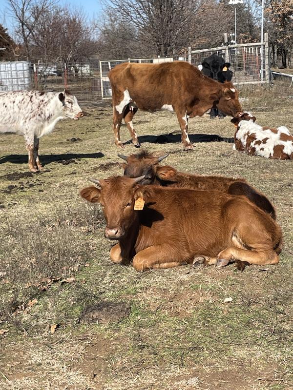 Happy cows!