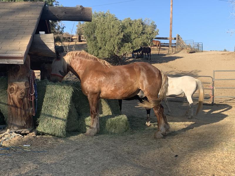 My seniors all eat Purina Edge-look at that shine!