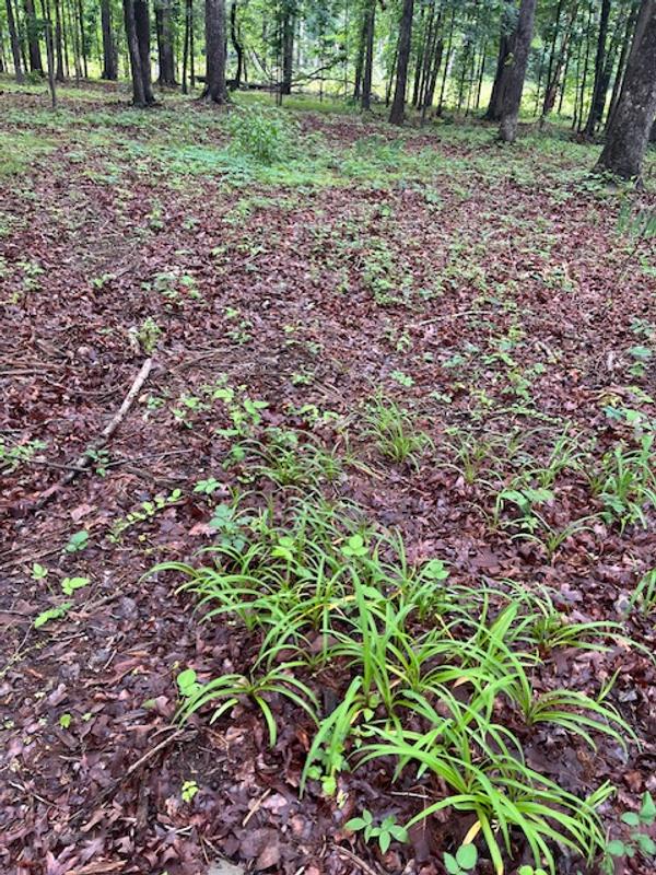 still growing strong