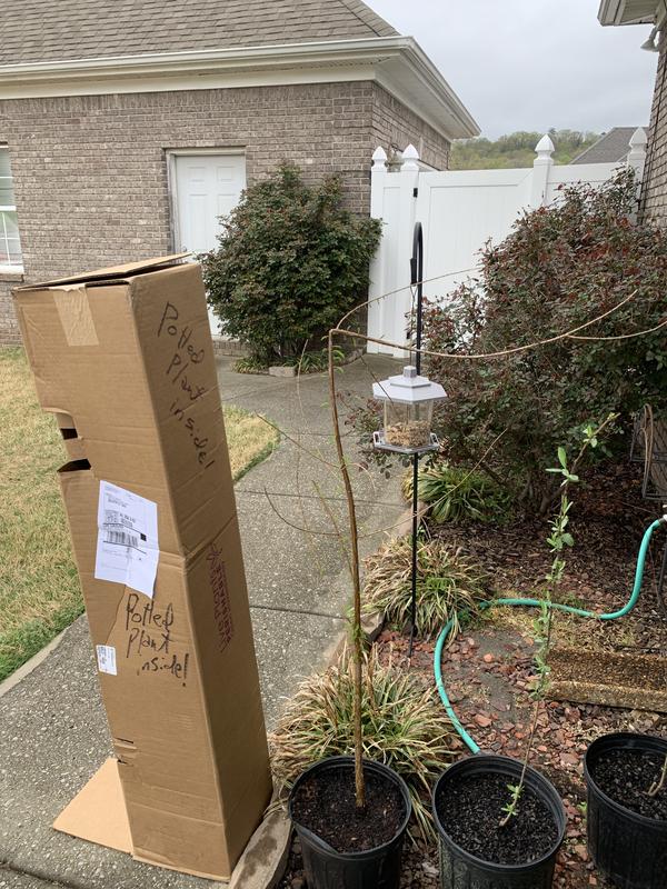 Broken top showing height of box