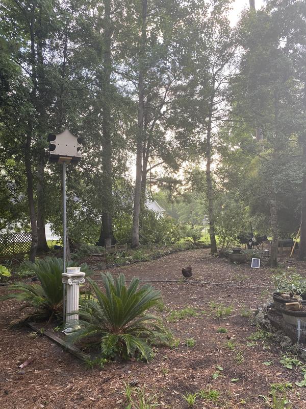 Purple Martin Bed & Breakfast Retreat🤗