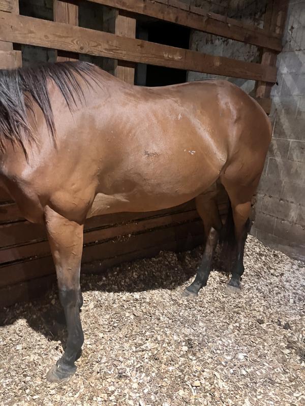 She was a rescue from a kill pen and was way underweight. It was terrible.