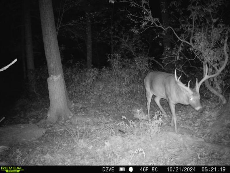 Nice Buck checking out my artificial scrape using this Code Red urine.
