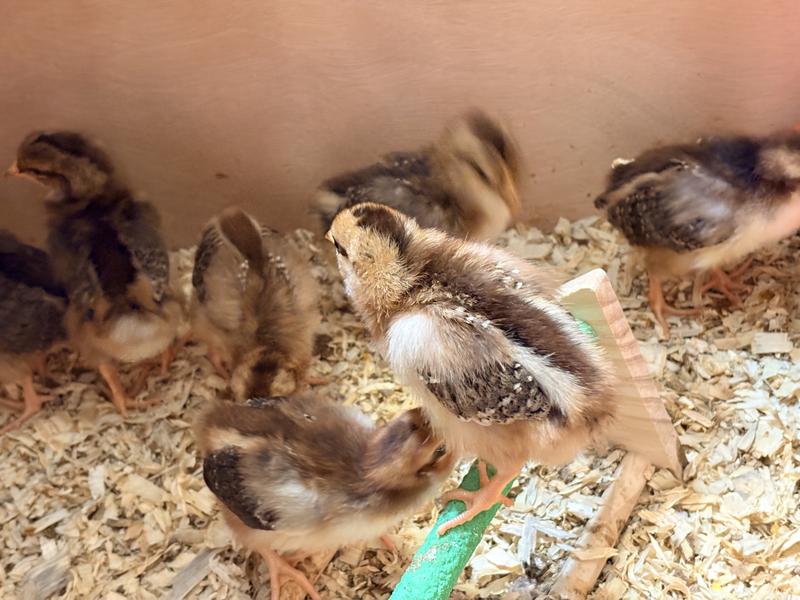 Wing feathers starting to grow