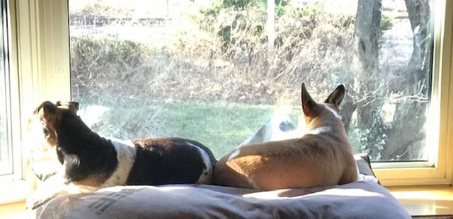 Just Waiting for a cat, squirrel, something to run by.