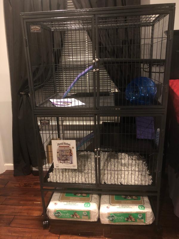 Chinchillas new home