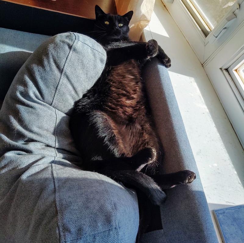 I NEED the Jumbo Hooded litter pan!