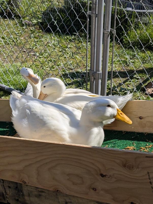 Pekin ducks about 8 weeks old