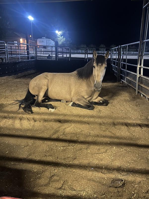 Freyja laying in her soft bedding