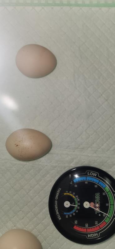 Set incubator at 100F, would not reach temp. Humidity on display read 42% but separate guage shows true Humidity and temp. Had 30 eggs in. All eggs failed.