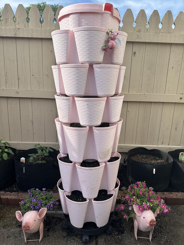About these as a mother's Day gift for my daughter that lives in another state. As you can see they are quite happy in their new environment.