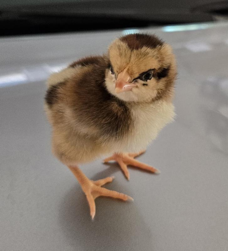 Can anyone identify these chicken breeds? I'm quite sure they aren’t Plymouth Barred Rocks.