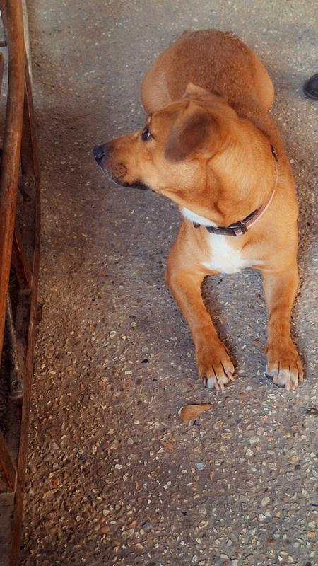 Willa Jean watching for her bowl of 4 Health!