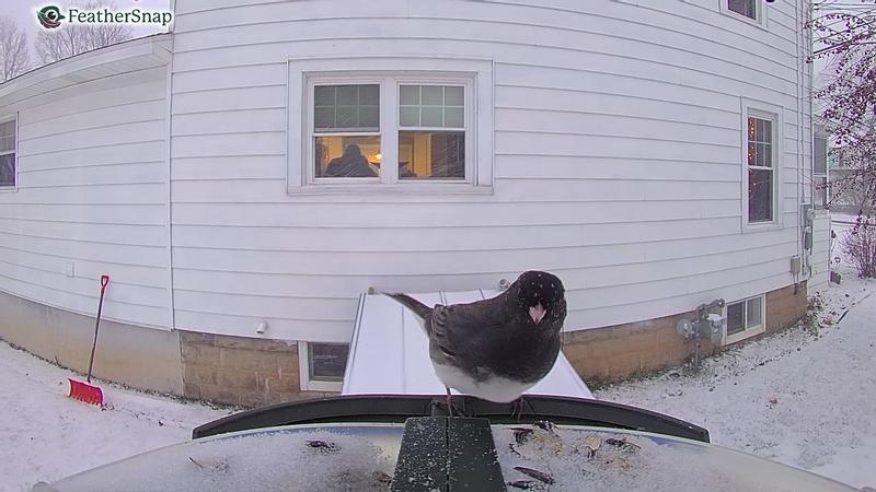 Cardinals and a Junco