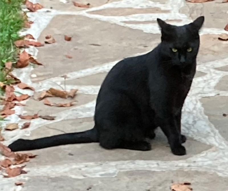 Annabelle, Charlie, Moonpie ,Salem