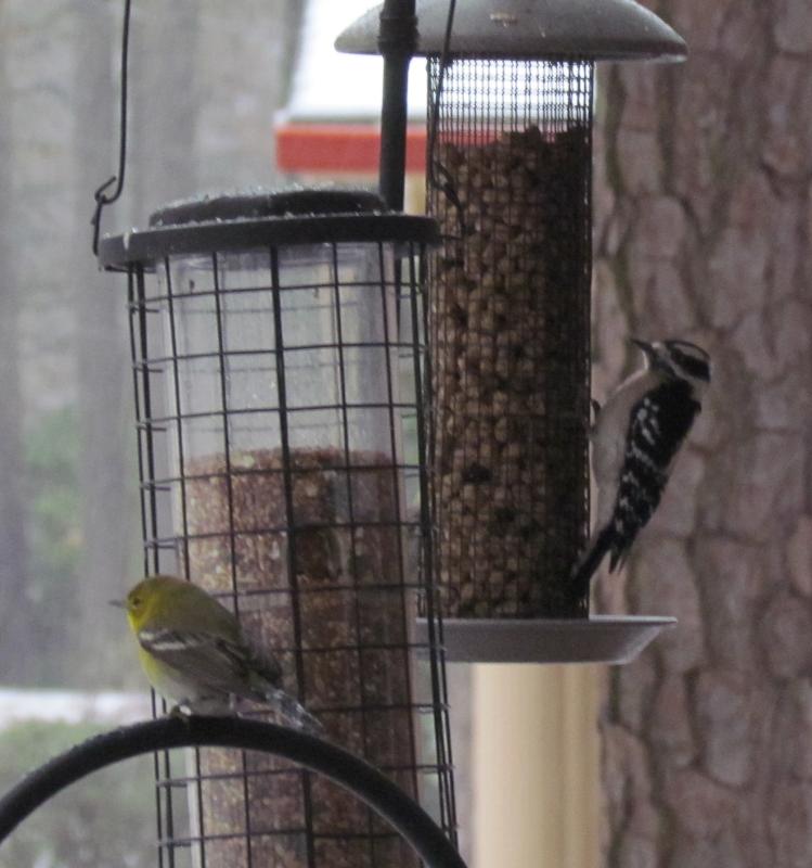 warbler and woodpecker