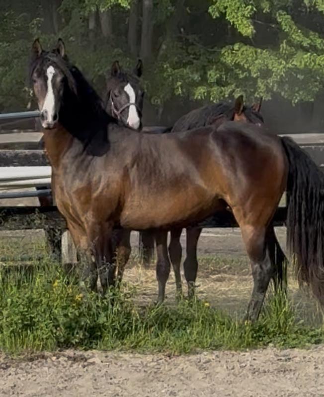 Yearling and two year old