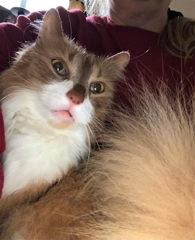 Felix, my healthy, happy cat