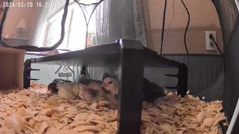 Producer's Pride Chicken Coop Brooder and Heater for 10 Birds at ...