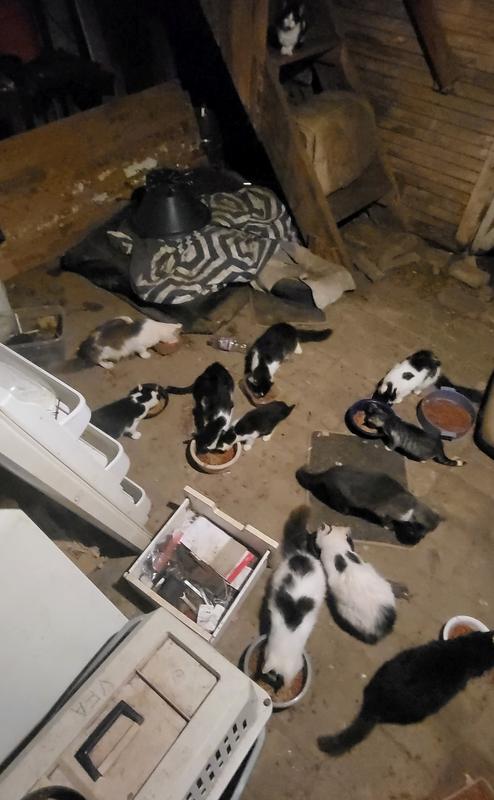 barn cats eating the product