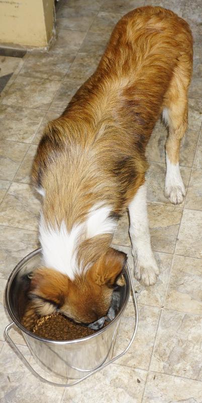Beau Max eating out of an AmeriHome Medium Stainless Steel Bucket