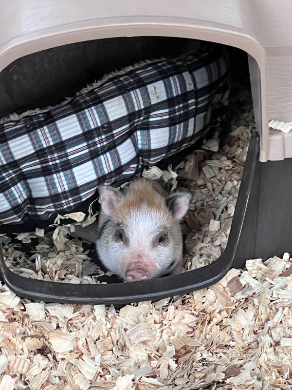 Henrietta living her best life in her new house!