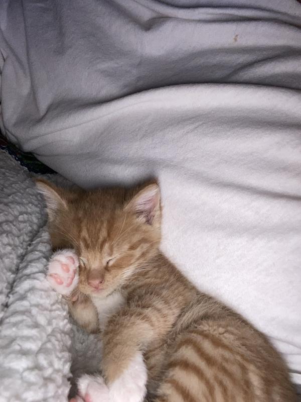 Cozy kitty