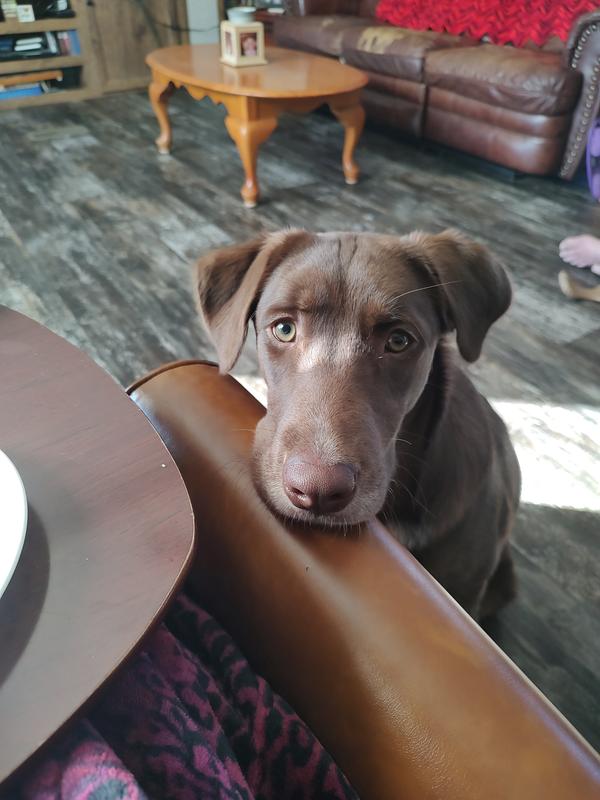He's always begging for his toy
