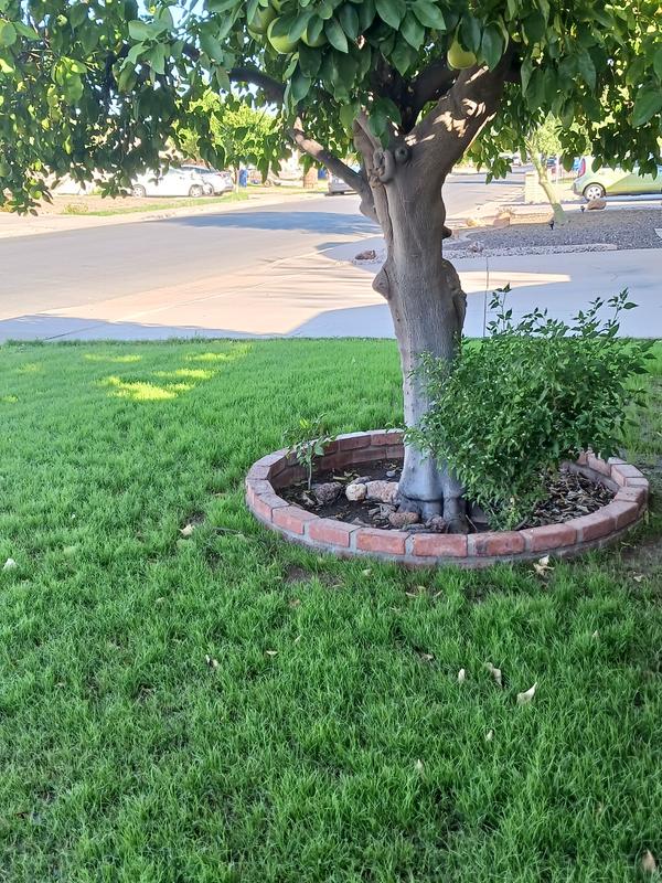 12 days from initial planting