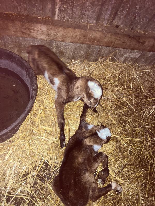 New babies
