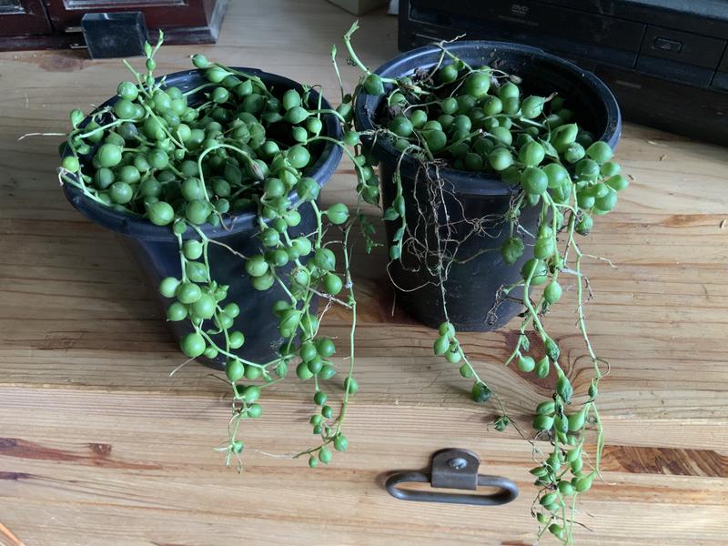 Three days after arrival