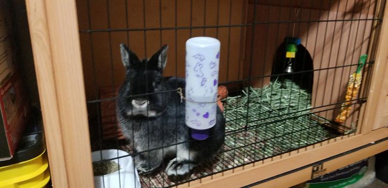 Dwarf rabbit
