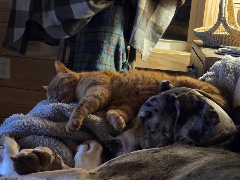 Copper with his Great Dane sister Rose!