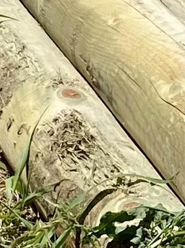 A few of the posts looks like they have been chewed on