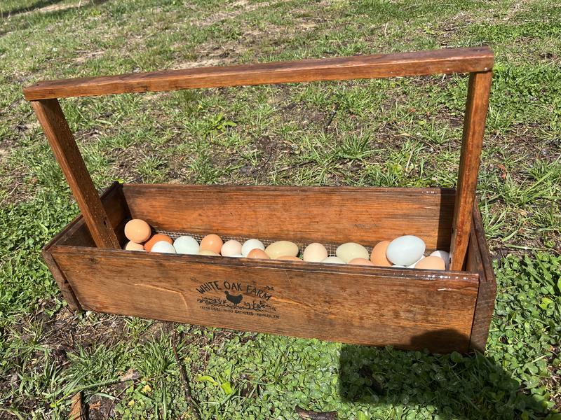 Used to make egg collector
