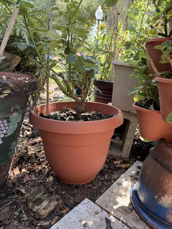 Pot for my rose bush