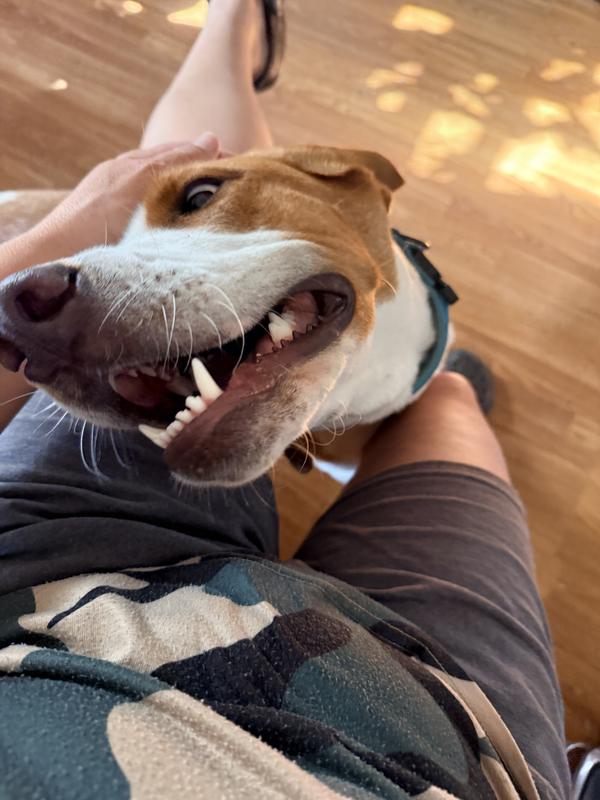 Cali