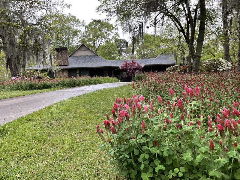 Crimson Clover blooming hard after planting a 40lb Bag