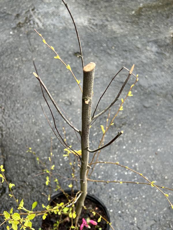 Main truck cut to fit into shipping box.