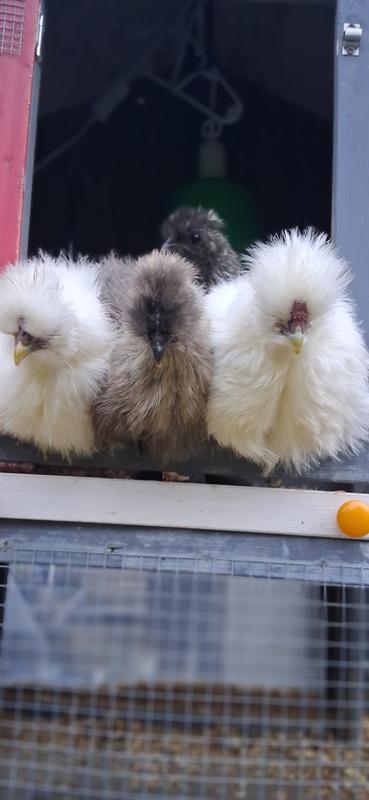 My silkies.