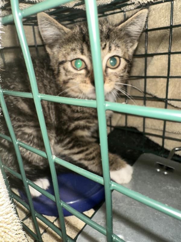 Little Stray Kitten