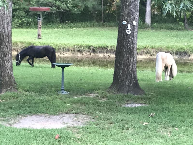 Couldn't find video of them playing with the ball