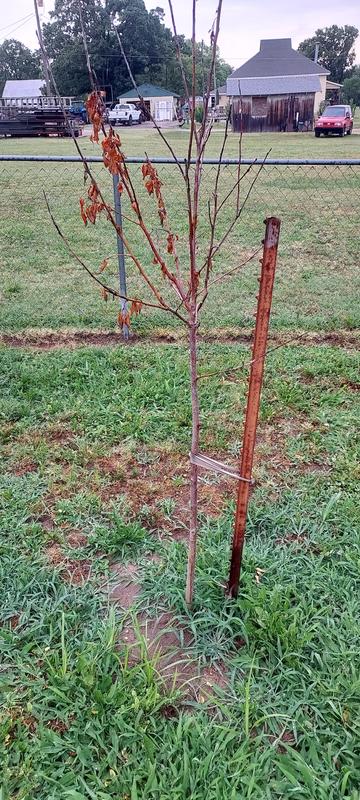 Gala apple tree